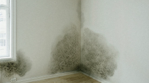 Moisissures dans votre logement ?